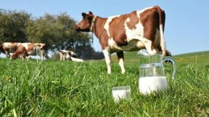 The Amazing Benefits Of Raw Milk